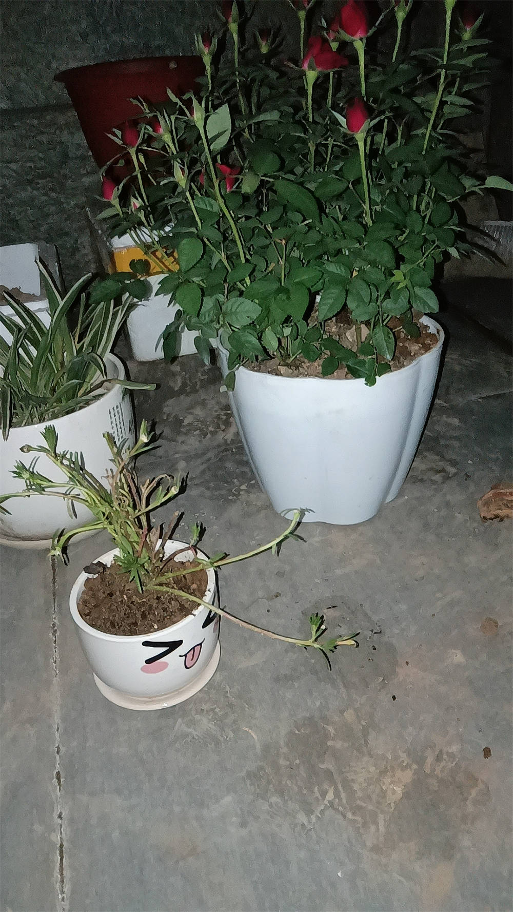 玫瑰