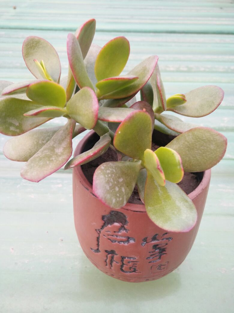 黄金花月