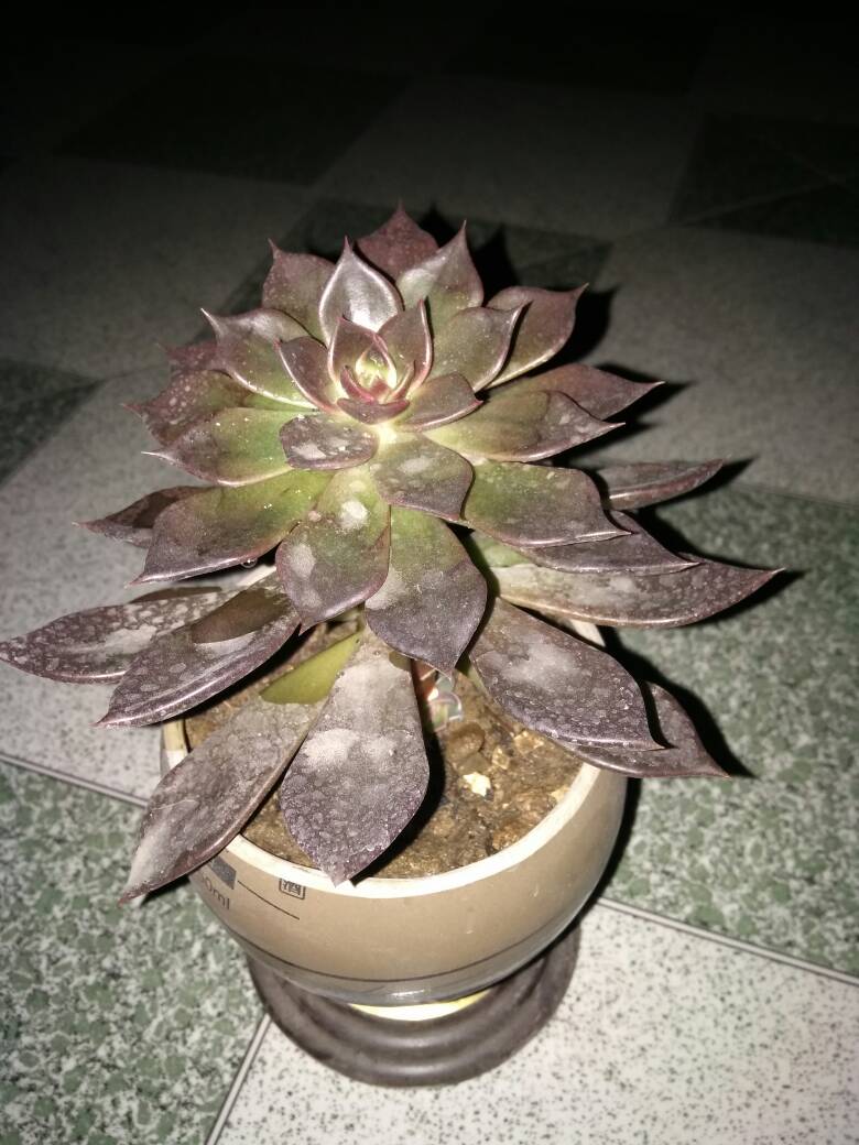 黑王子
