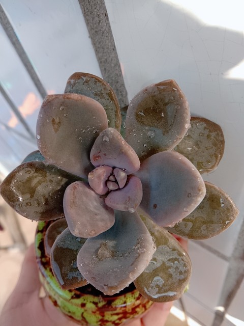 冬美人