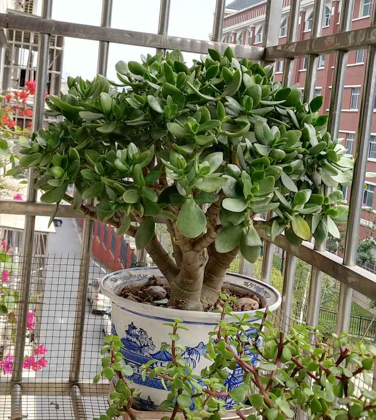 玉树