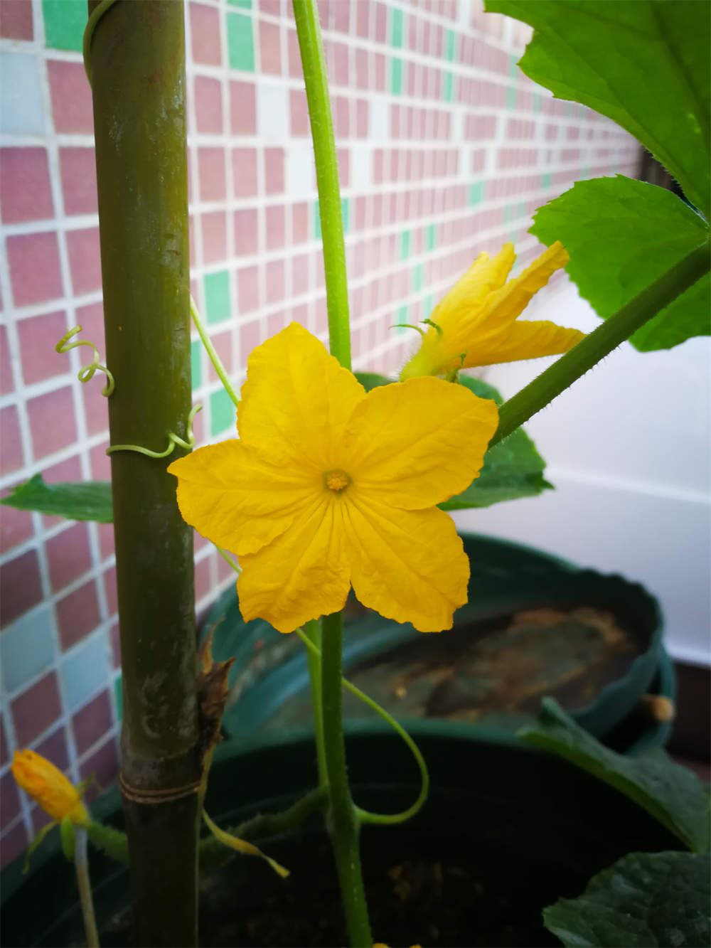 黄瓜花