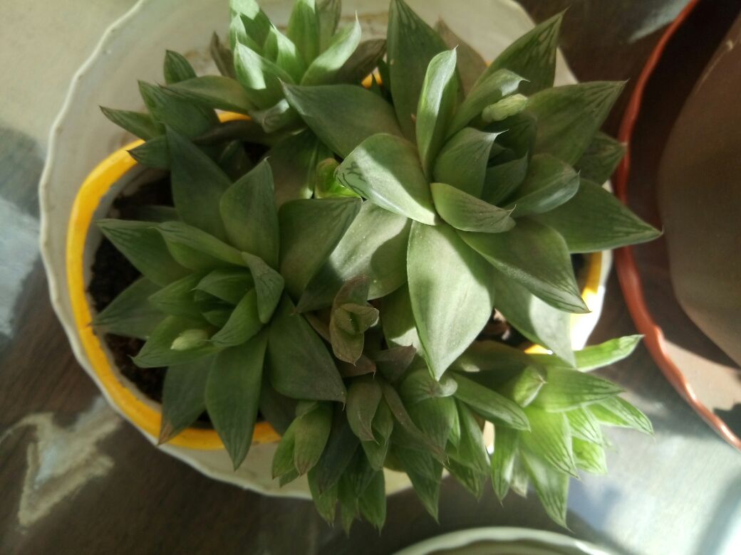 花卉