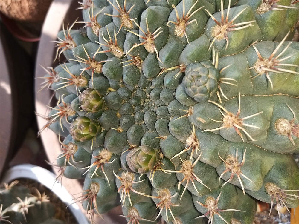 绯花玉