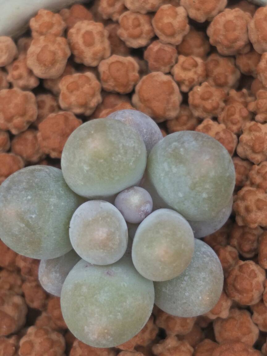 汤圆