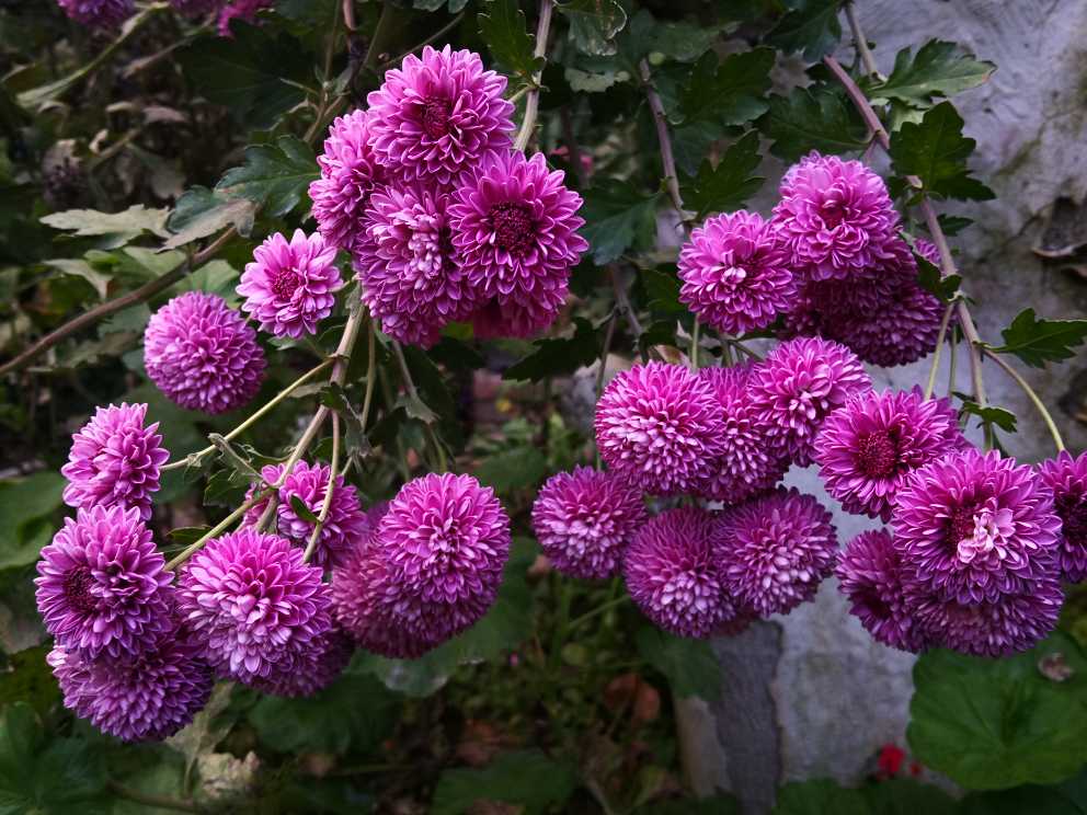 雏菊