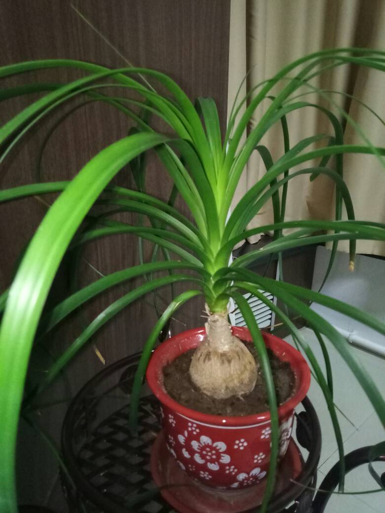 酒瓶兰