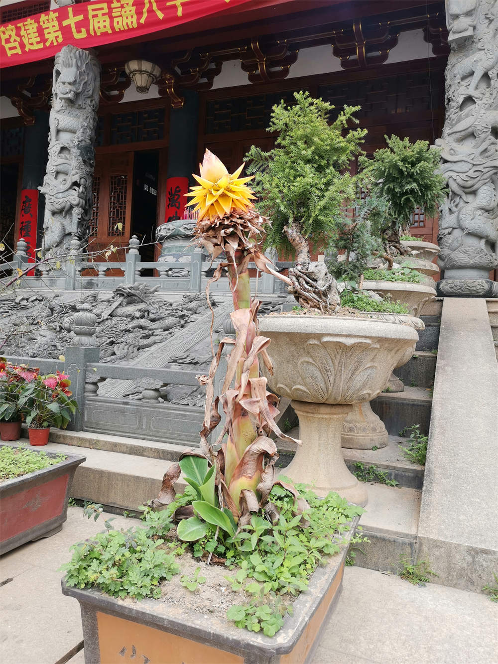 地涌金莲