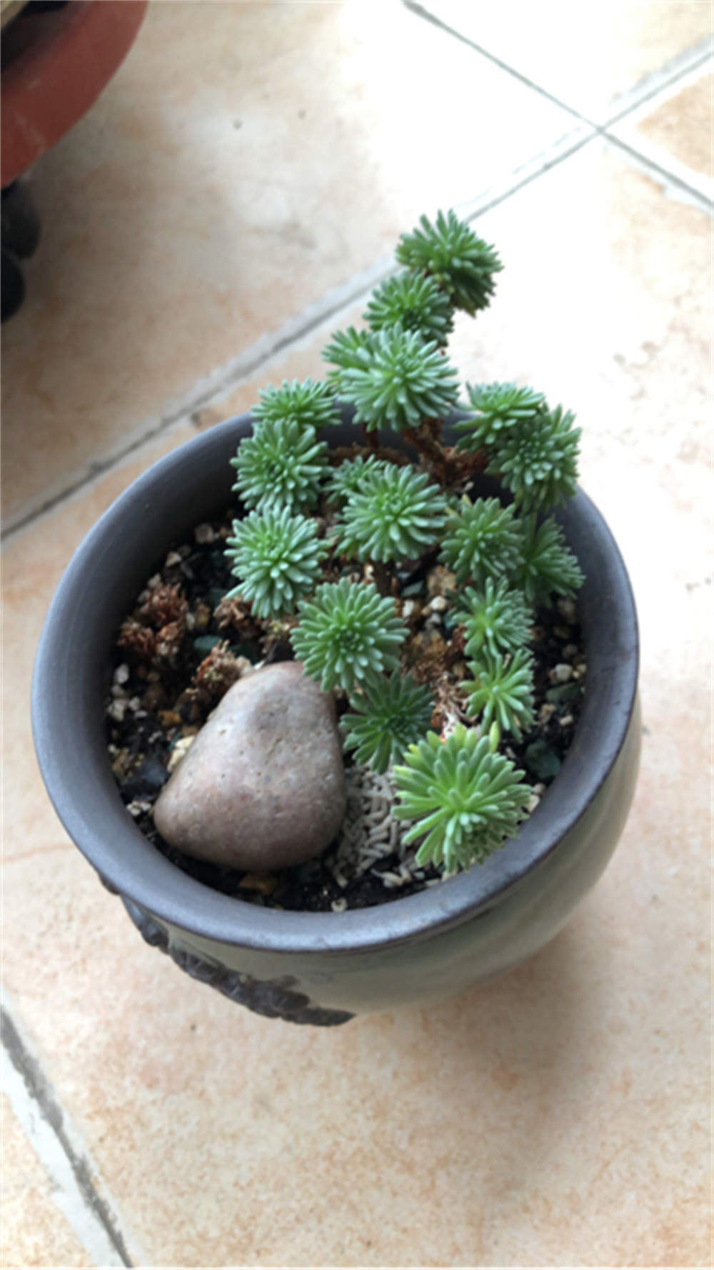 花卉