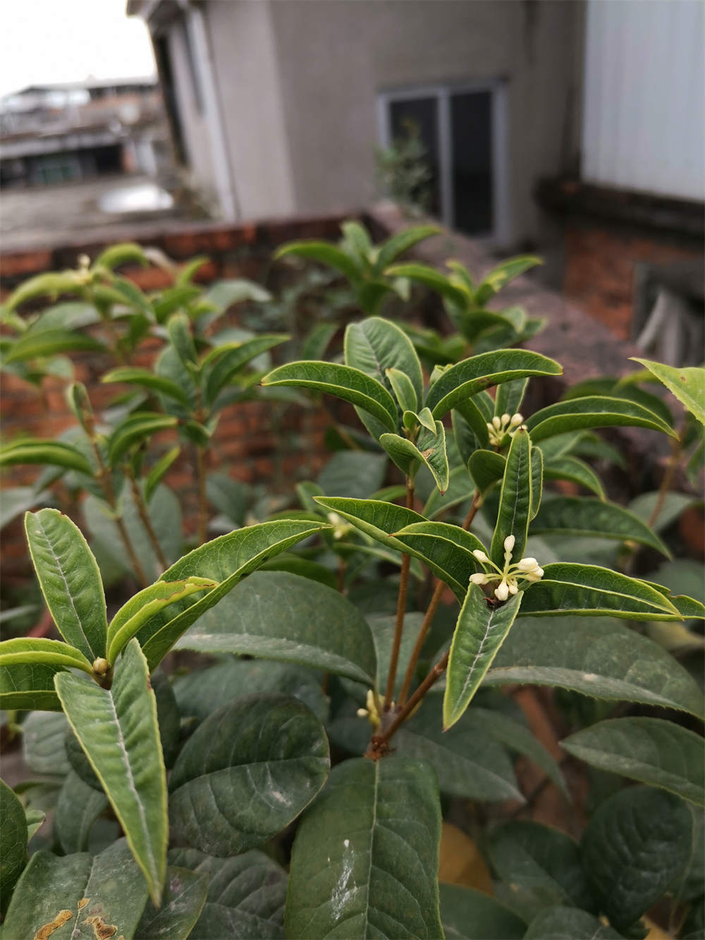 四季桂花