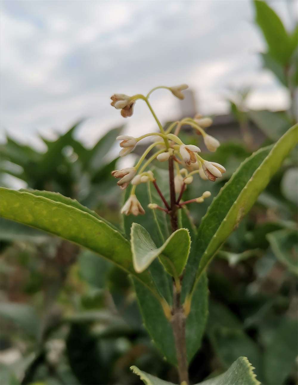 四季桂花