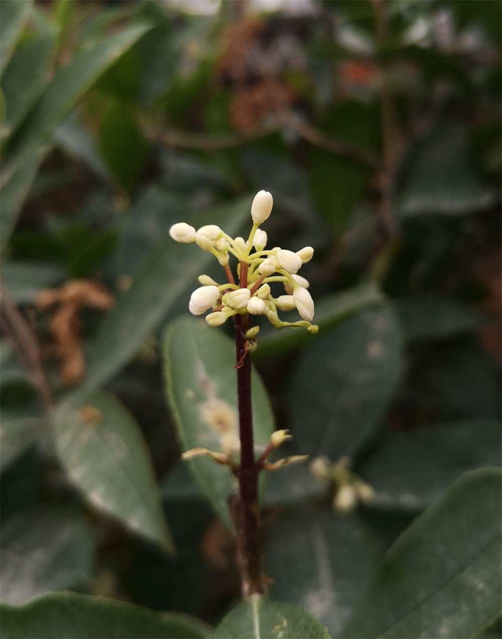 四季桂花