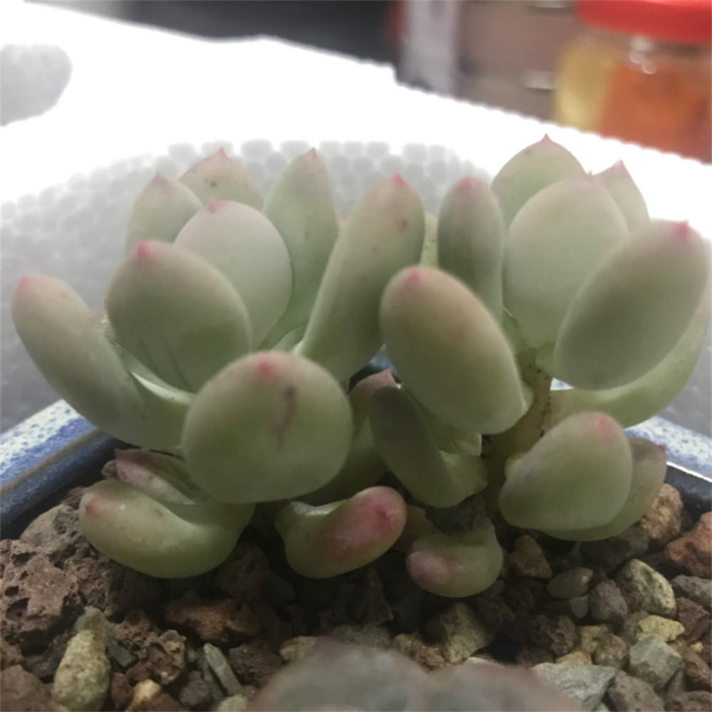 花卉