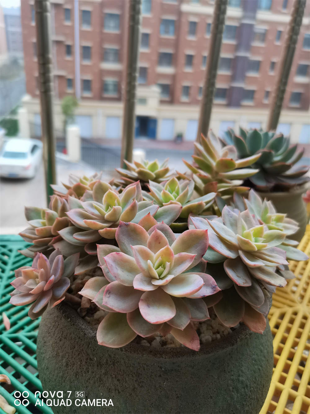 花卉