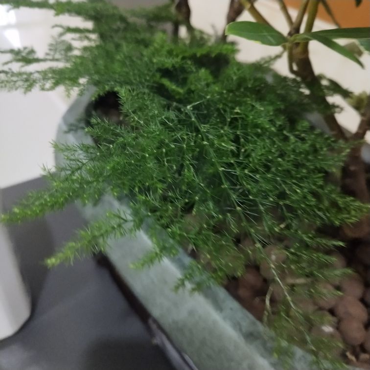 花卉