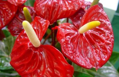 花卉