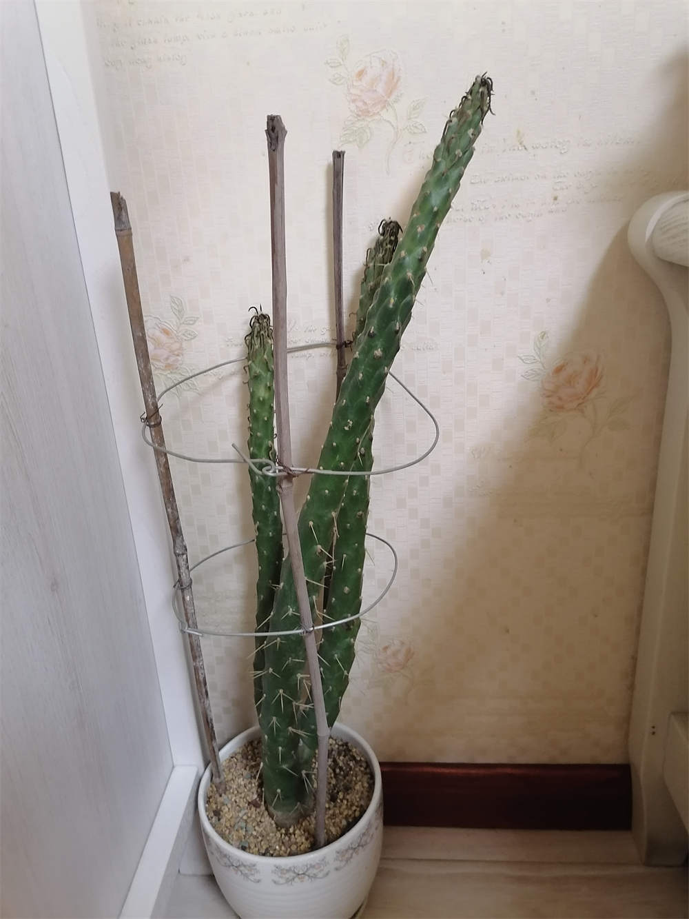 花卉
