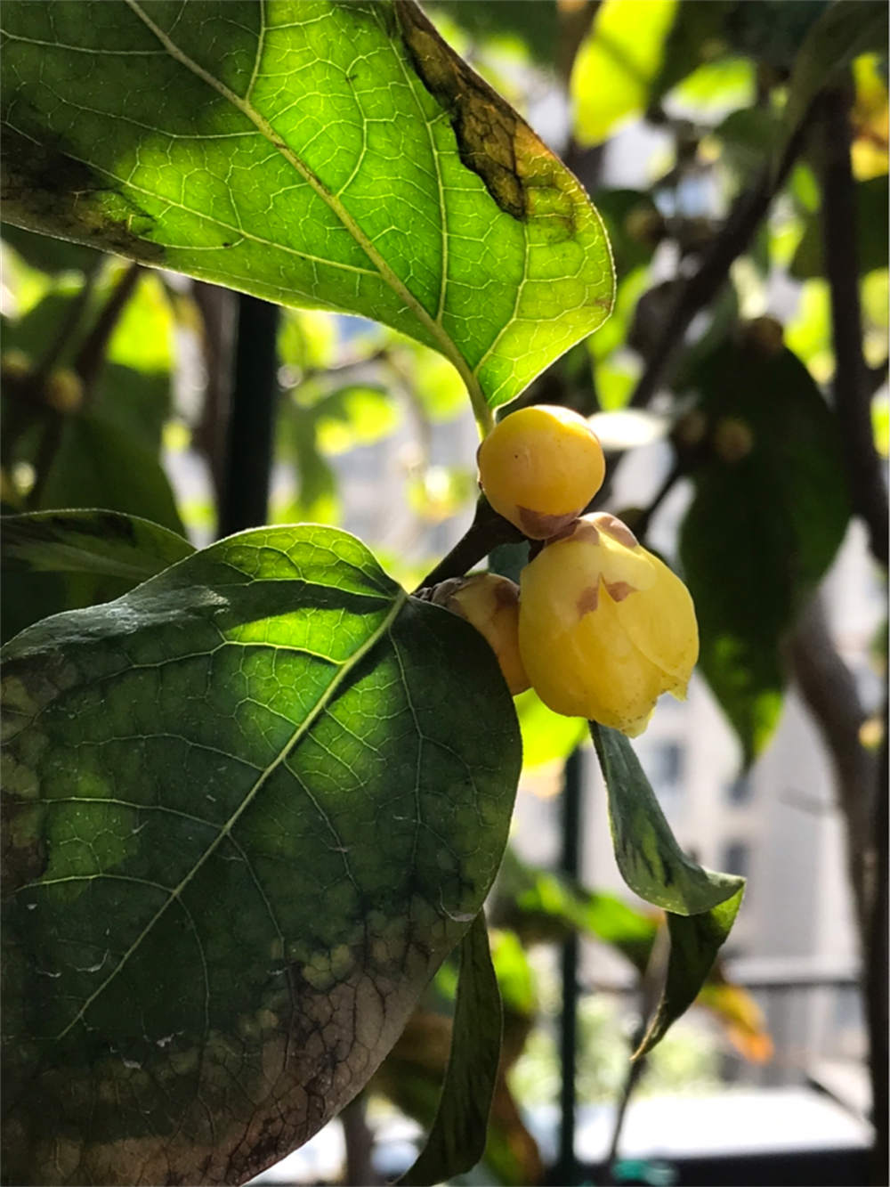 植物叶子焦枯