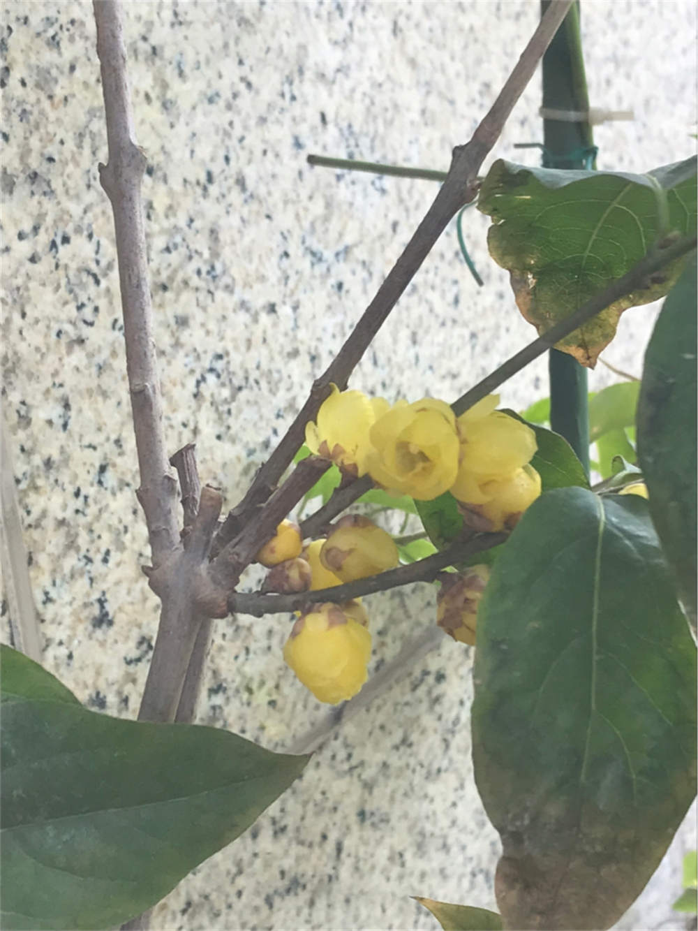 植物叶子焦枯