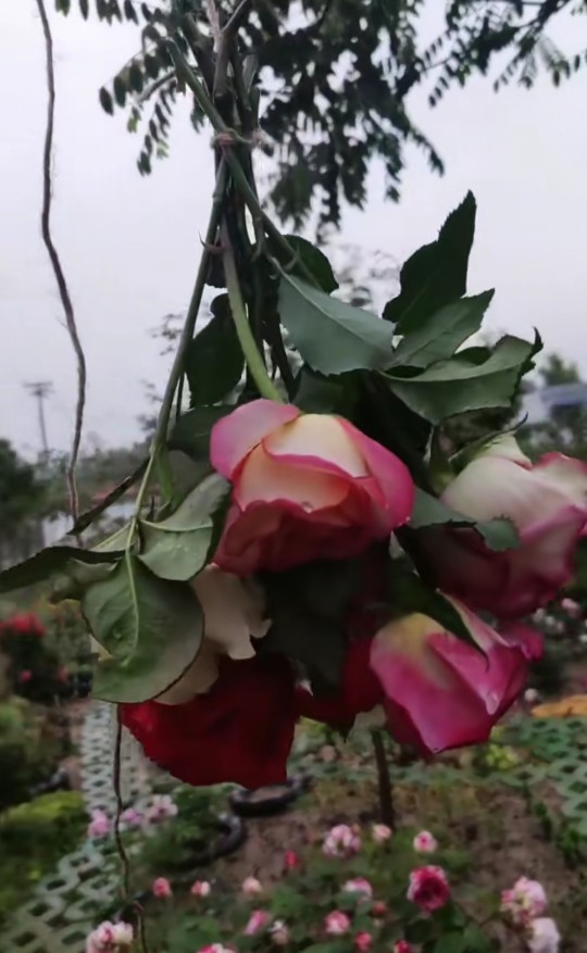干花
