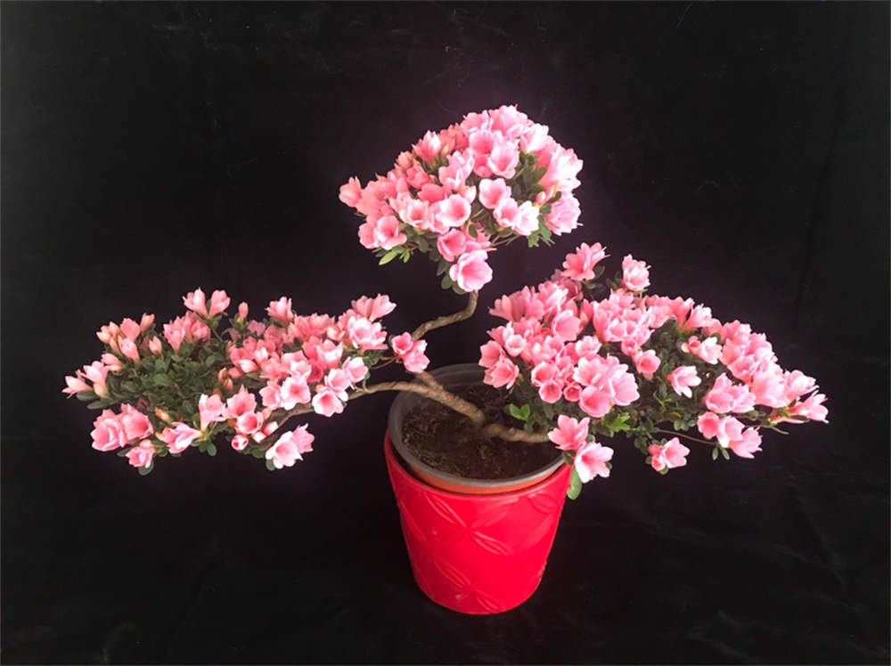 蜡皮杜鹃