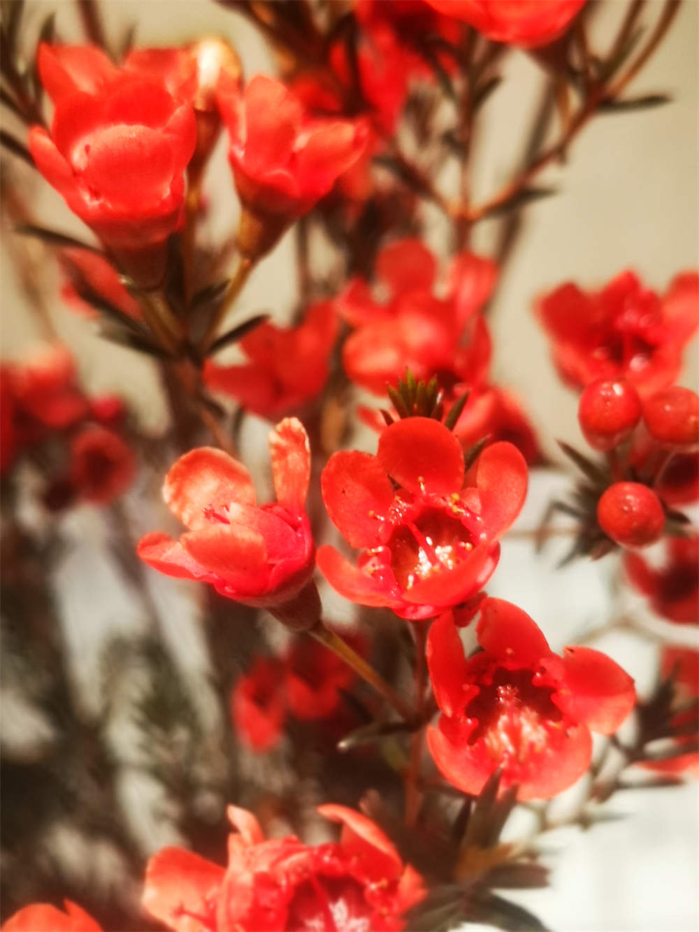 澳洲腊梅