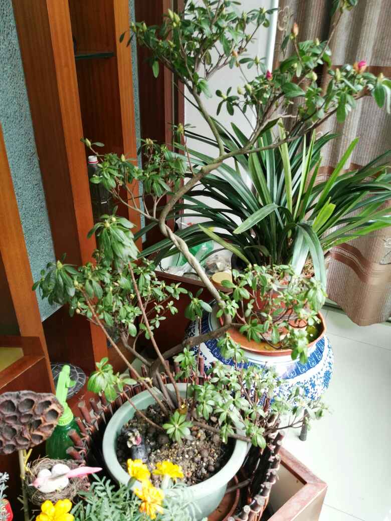 花卉