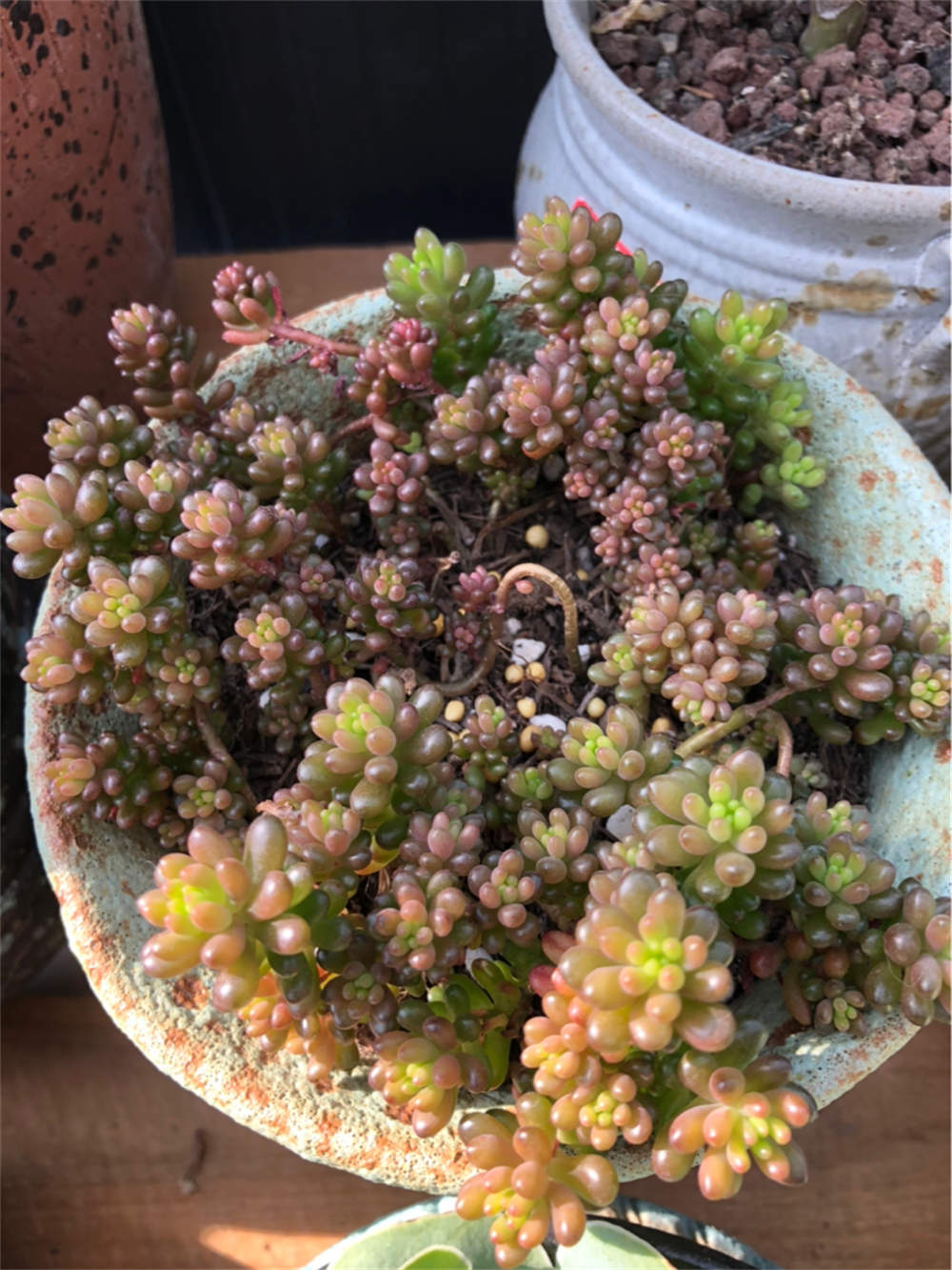 红浆果