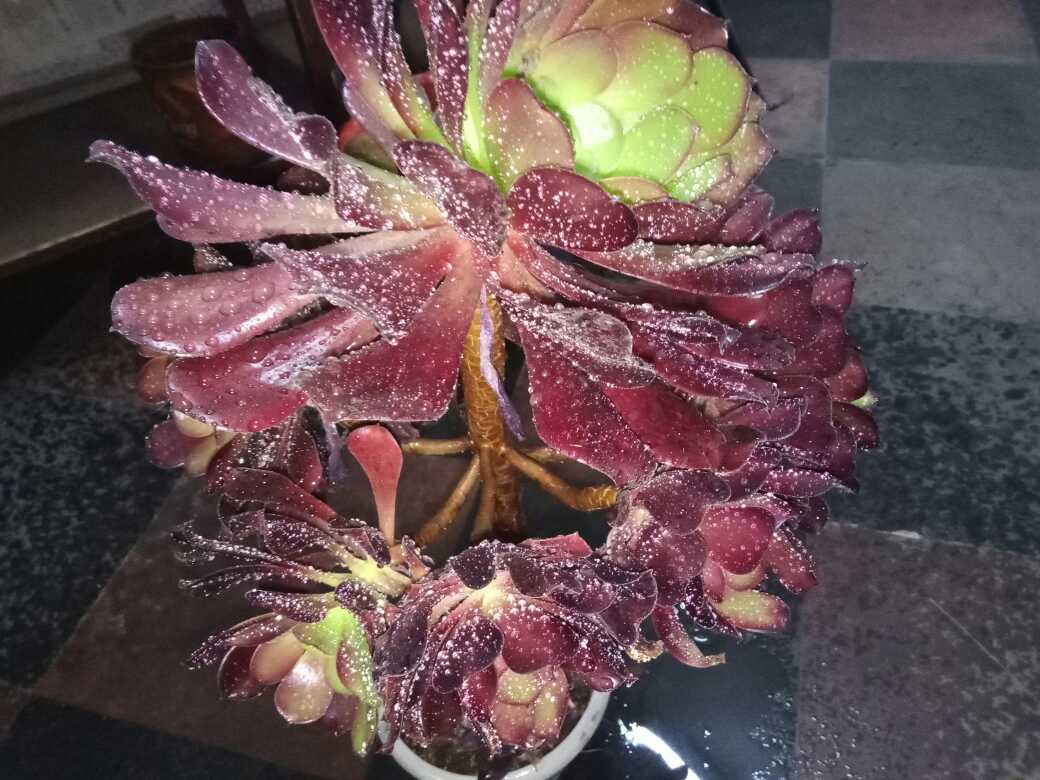 花卉