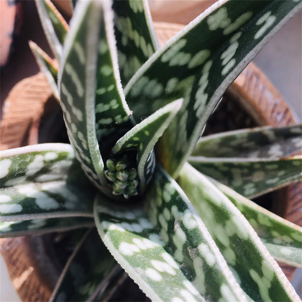 翠花掌