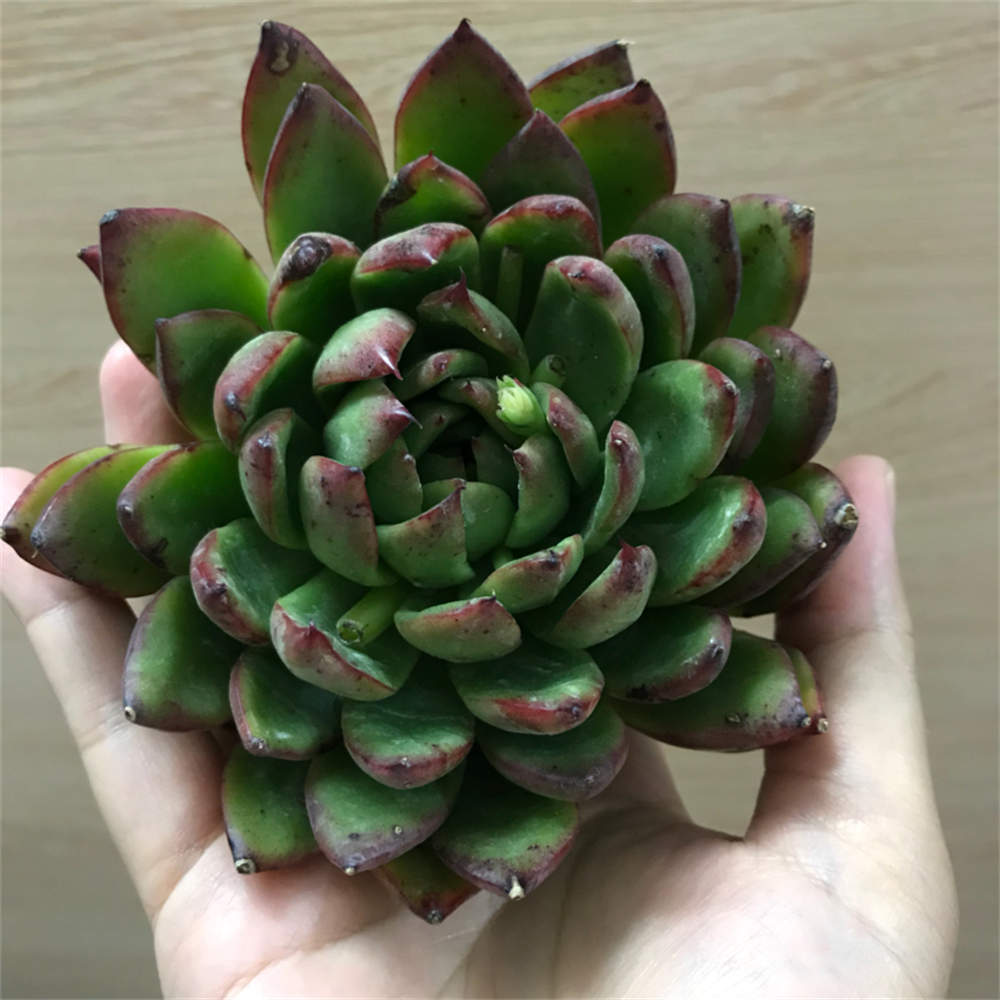 相府莲