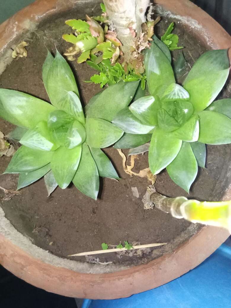 花卉