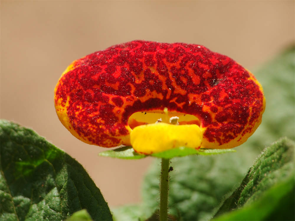 花卉