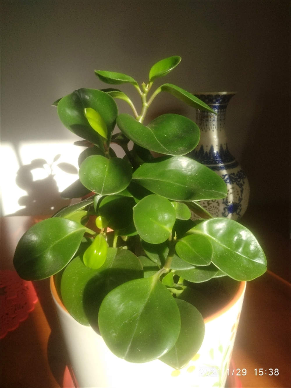 圆叶椒草