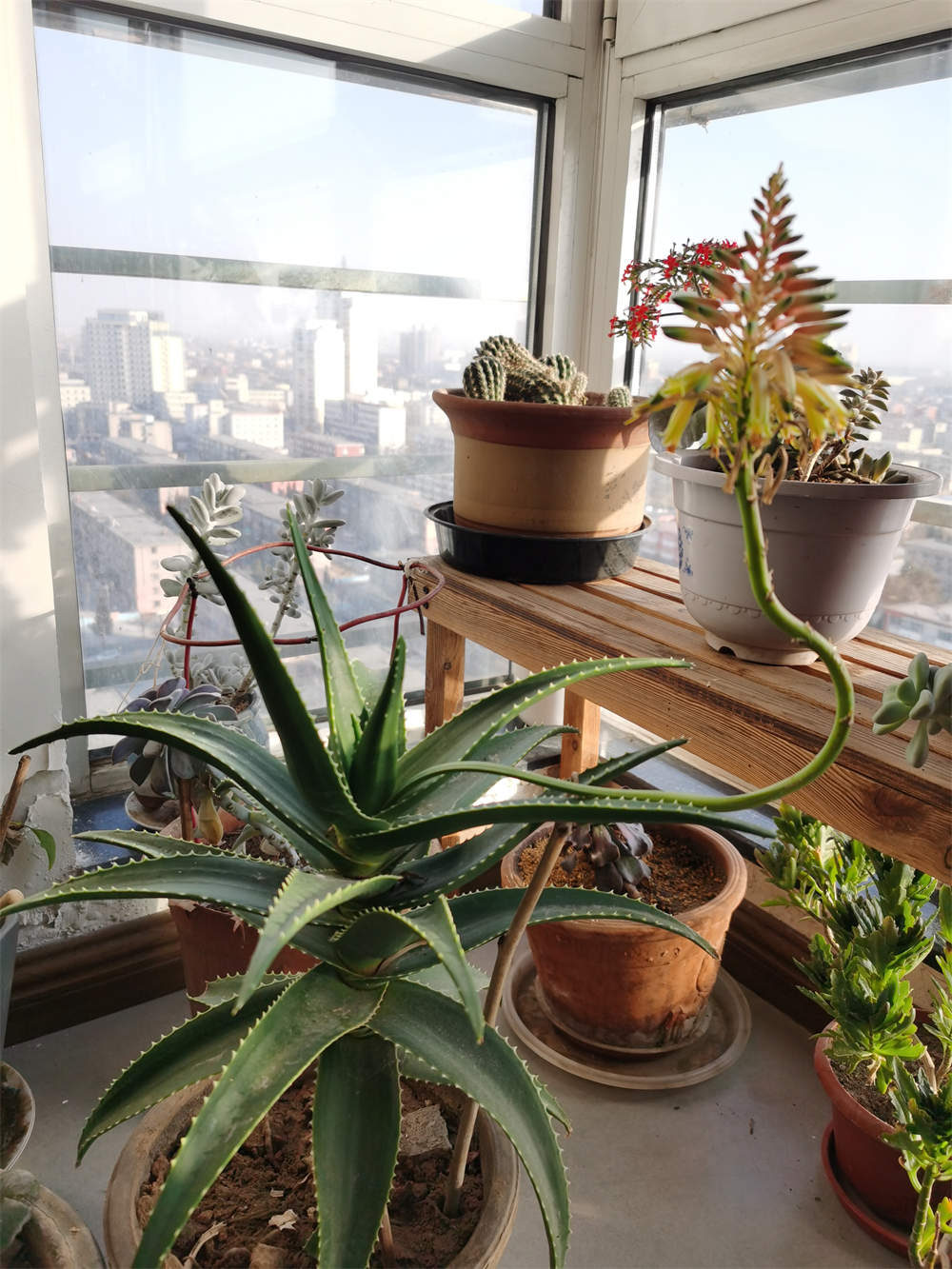 芦荟