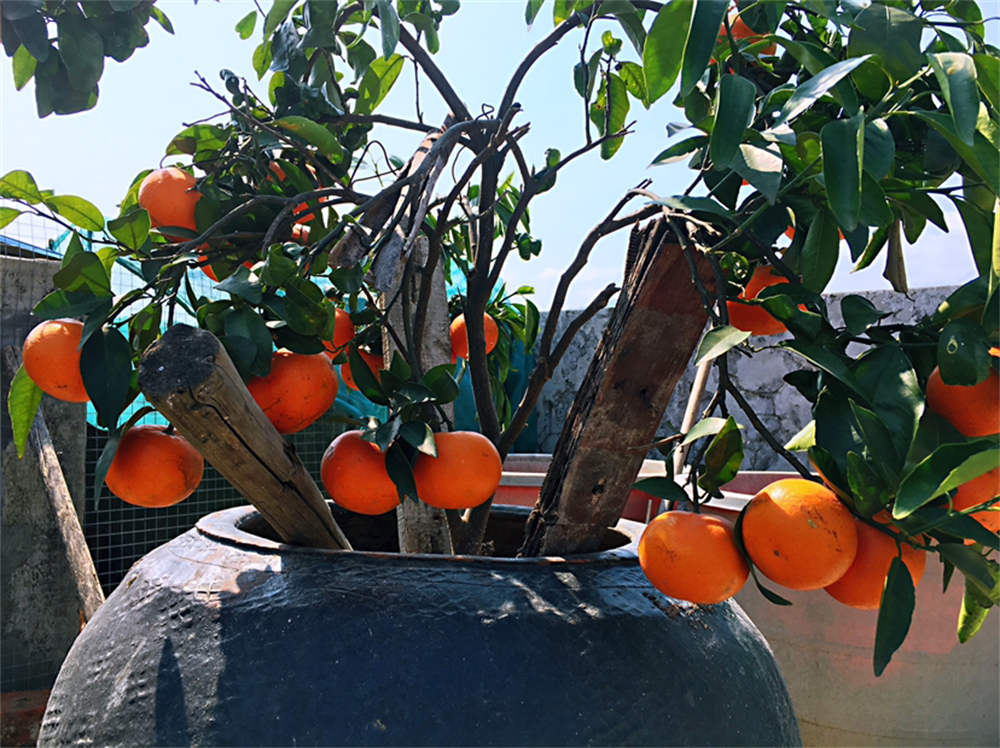 沃柑