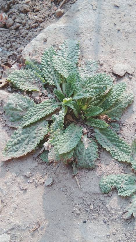 蛤蟆草