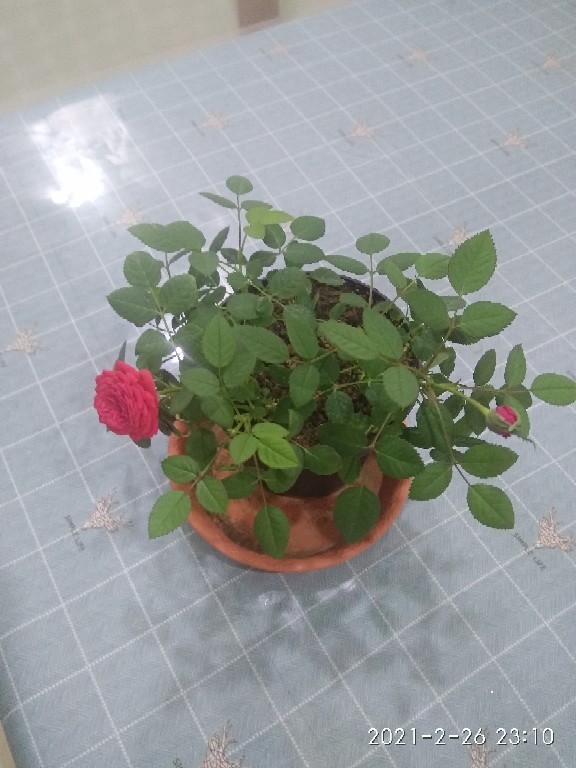 盆栽小玫瑰