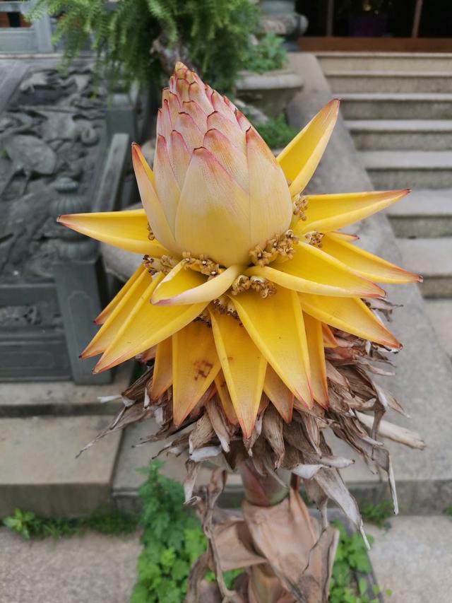 地涌金莲