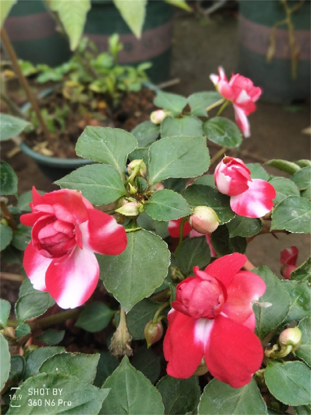 花卉