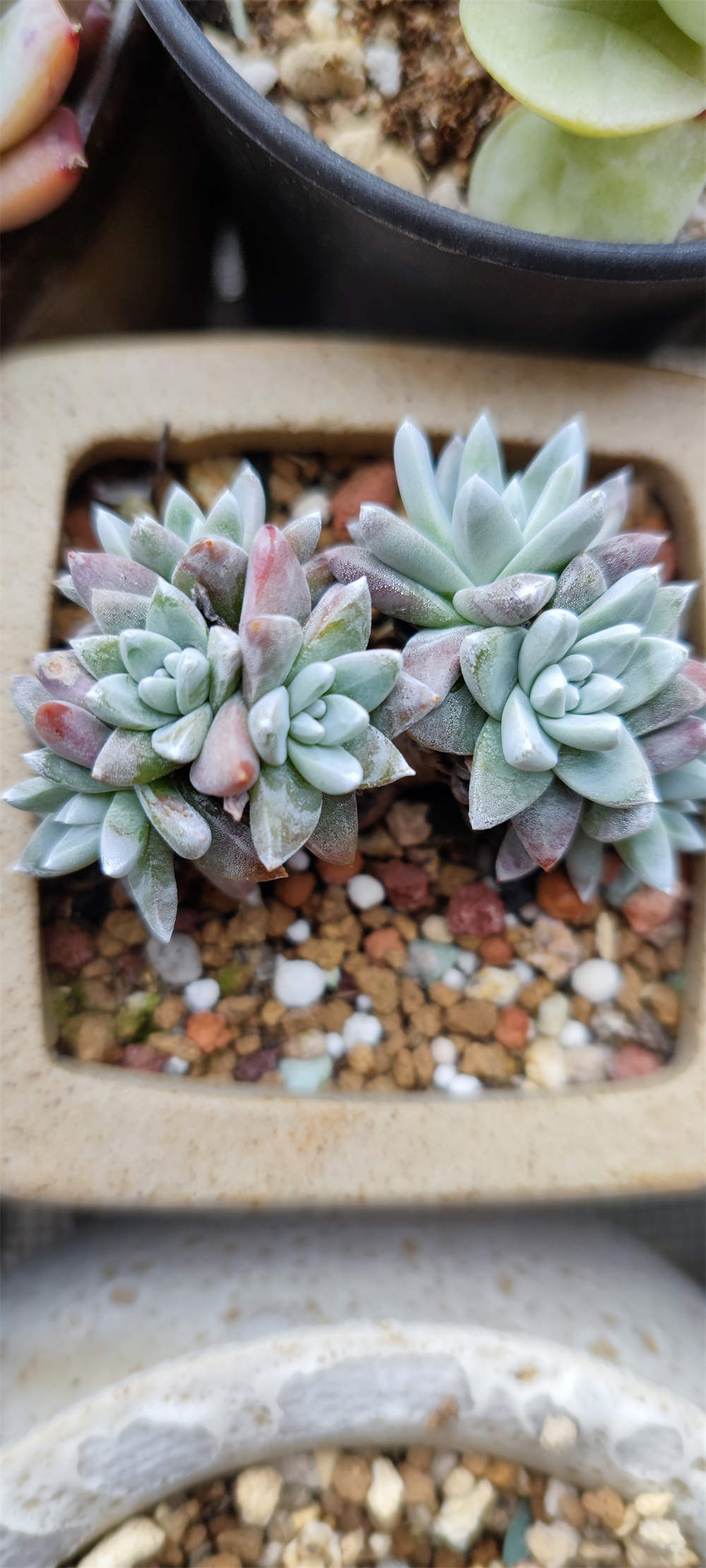 白菊