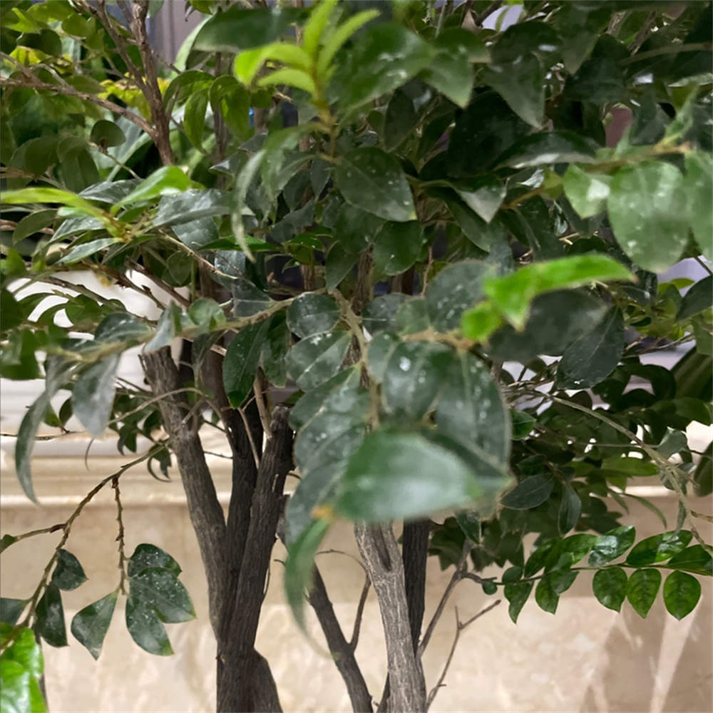 黑骨茶