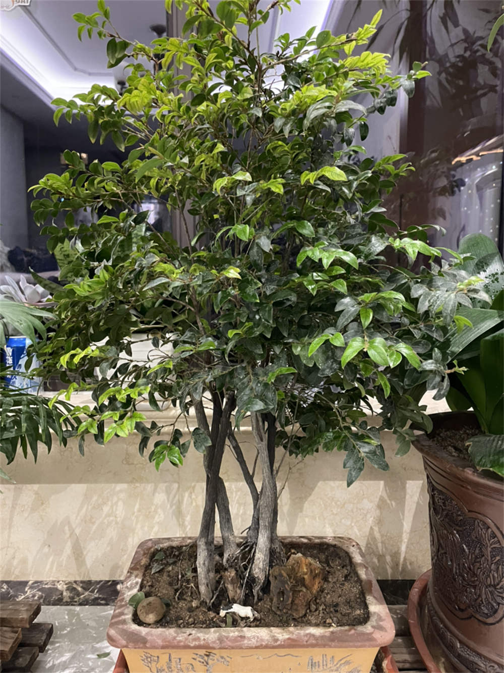 黑骨茶