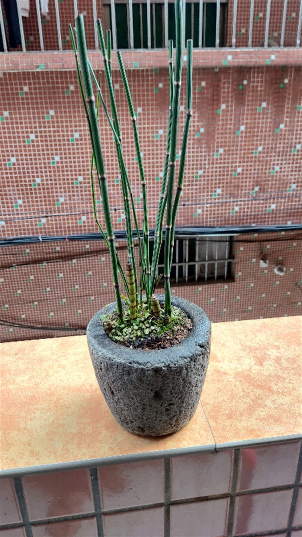 节节草 节节草