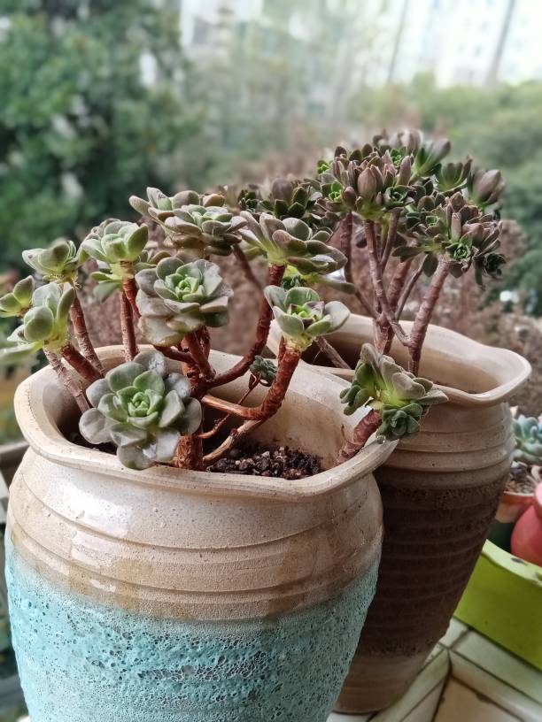 百合丽丽