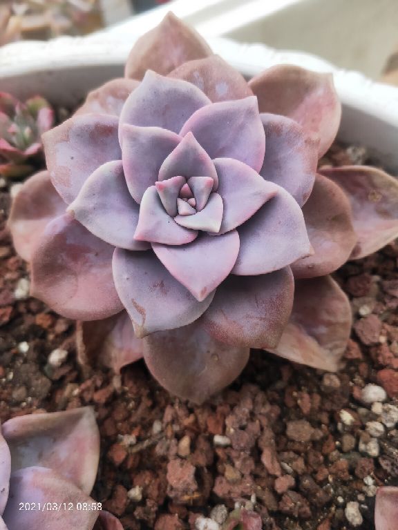 花卉