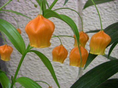 花卉