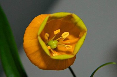 宫灯百合