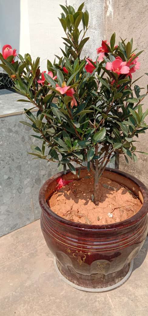杜鹃山茶