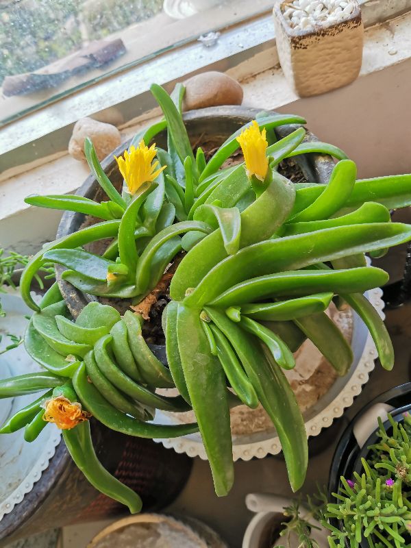 花卉